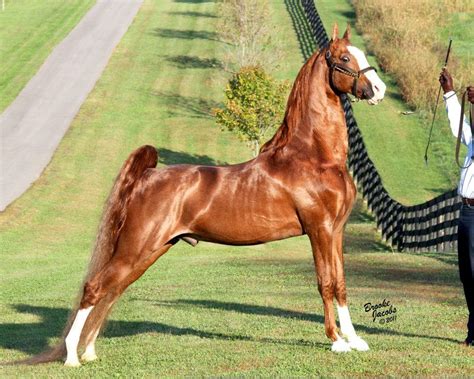 Which Bloodline Most Influenced Today's American Saddlebred